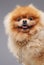 Peach fluffy pomeranian dog with golden dollar chain