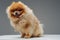 Peach fluffy pomeranian dog with golden dollar chain