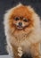 Peach fluffy pomeranian dog with golden dollar chain