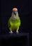 Peach Fronted Conure