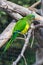 Peach-fronted parakeet eating