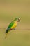 Peach fronted Parakeet perched on a wire