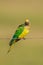 Peach fronted Parakeet perched on a wire