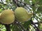 Peach Fruit still unripe on a branch