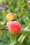 Peach fruits growing on peach tree branch.