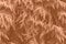 Peach Fuzz color leaf texture, nature monochrom background. Color of the year 2024