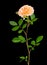Peach garden rose on black