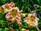 Peach and Green Daylily Blooms Hemerocallis