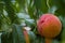 Peach growing on a tree branches Fresh sunset light blur green background Natural fruit. organic Ripe fruit Moldova Beautiful