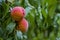 Peach growing on a tree branches Fresh sunset light blur green background Natural fruit. organic Ripe fruit Moldova Beautiful