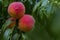 Peach growing on a tree branches Fresh sunset light blur green background Natural fruit. organic Ripe fruit Moldova Beautiful