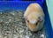 Peach guinea pig with white spot on her head in the cage with straw and sawdust.