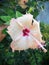 Peach gumamela flower blooms in a garden