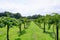 Peach harvest in a modern farm in USA