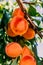 Peach Harvest. Ripe Peaches growing on a tree close up