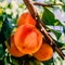 Peach Harvest. Ripe Peaches growing on a tree close up