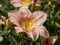 Peach Hemerocallis daylily flower, variety Barbara Mitchell