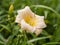 Peach Hemerocallis daylily flower, variety Mini Pearl