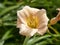 Peach Hemerocallis daylily flower, variety Mini Pearl