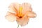 Peach Hibiscus Blossom on white background