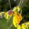 Peach immature fruit on the branch