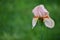 A peach iris with green bokeh