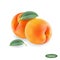 Peach isolated on a white background. Realistic fruit. Macro icon juicy peaches. Sweet fruits.