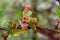 Peach leaf curl. Fungal disease of peaches tree. Taphrina deformans. Peach tree fungus disease. Selective focus. Topic - diseases