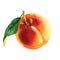 Peach with leaf isolated, close-up. Ripe whole sweet fruit, summer harvest, organic vegetarian food, natural ingredient