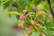 Peach leaves are affected by the fungus gallic aphid