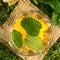 Peach, Lemon Balm and White Wine Punch