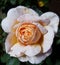 A Peach Morning Rose Flower