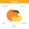 Peach nutrient of facts and health benefits, info graphic fruit