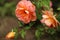 Peach Old English style Garden Rose