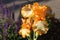 Peach-orange colored Iris shine brilliantly in the sun after the rain has cleared. Rain drops bead on the flower petals.