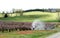 A peach orchard in bloom with a farmer spraying the new blossoms.