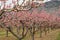Peach Orchard Blossoms, Osoyoos