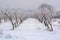 Peach orchard covered with snow in winter,shallow dof