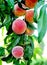 Peach orchard  ripe fuits on a tree image