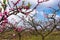 Peach orchard scenic