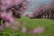 Peach orchard at spring in Moravia with church behind