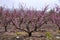 Peach orchards bloom with pink flowers. Galilee Mountains. Israel