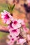 Peach Orchards in Spring Bloom