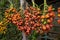 Peach palm fruit clusters