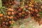 peach palm fruit clusters closeup