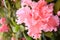 Peach Pink Flower with Abstract Pattern and Shape - Azalea Indica Simsii - Rhododendron