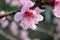 Peach pink flower blooming on a branch close up