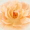 Peach pink rose flower on cream parchment