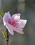 The peach Prunus persica, Spring natural background with soft light, close up of a peach flower