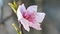 The peach Prunus persica, Spring natural background with soft light, close up of a peach flower